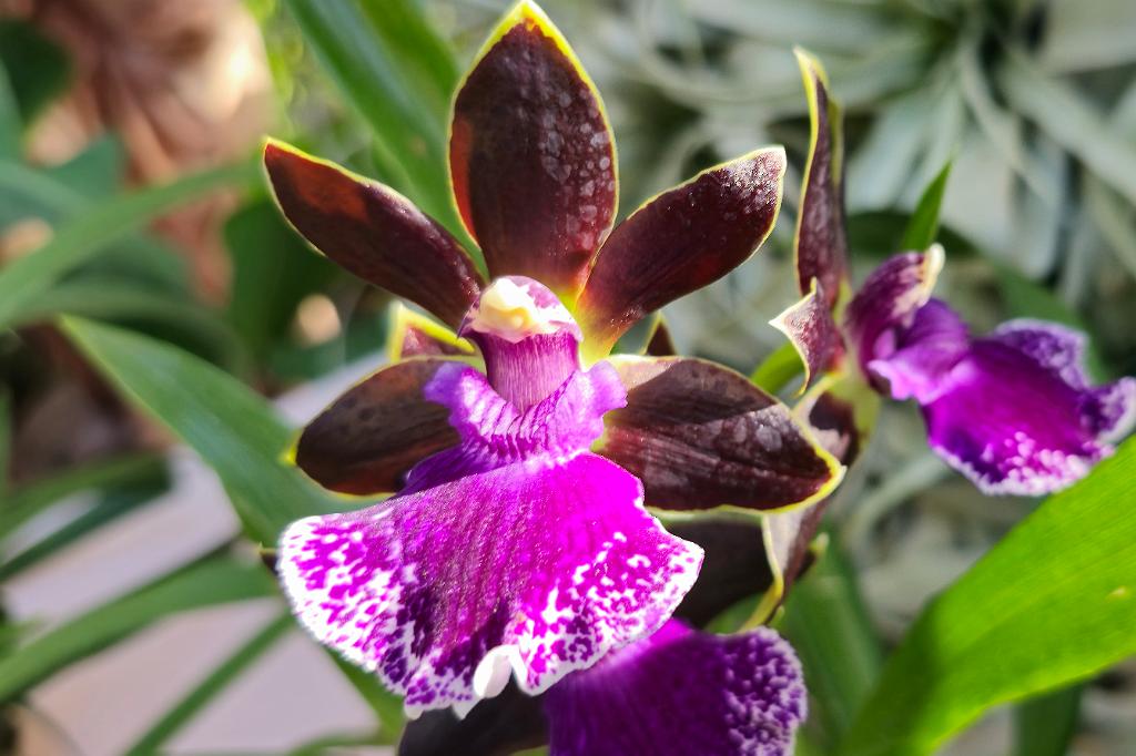 20250222_135618 Tower Hill Botanic Garden, MA.jpg - Orchid (Zygopetalum). New England Botanic Garden at Tower Hill, MA, 2-22-2025